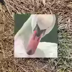 Mute Swan Greetings Card